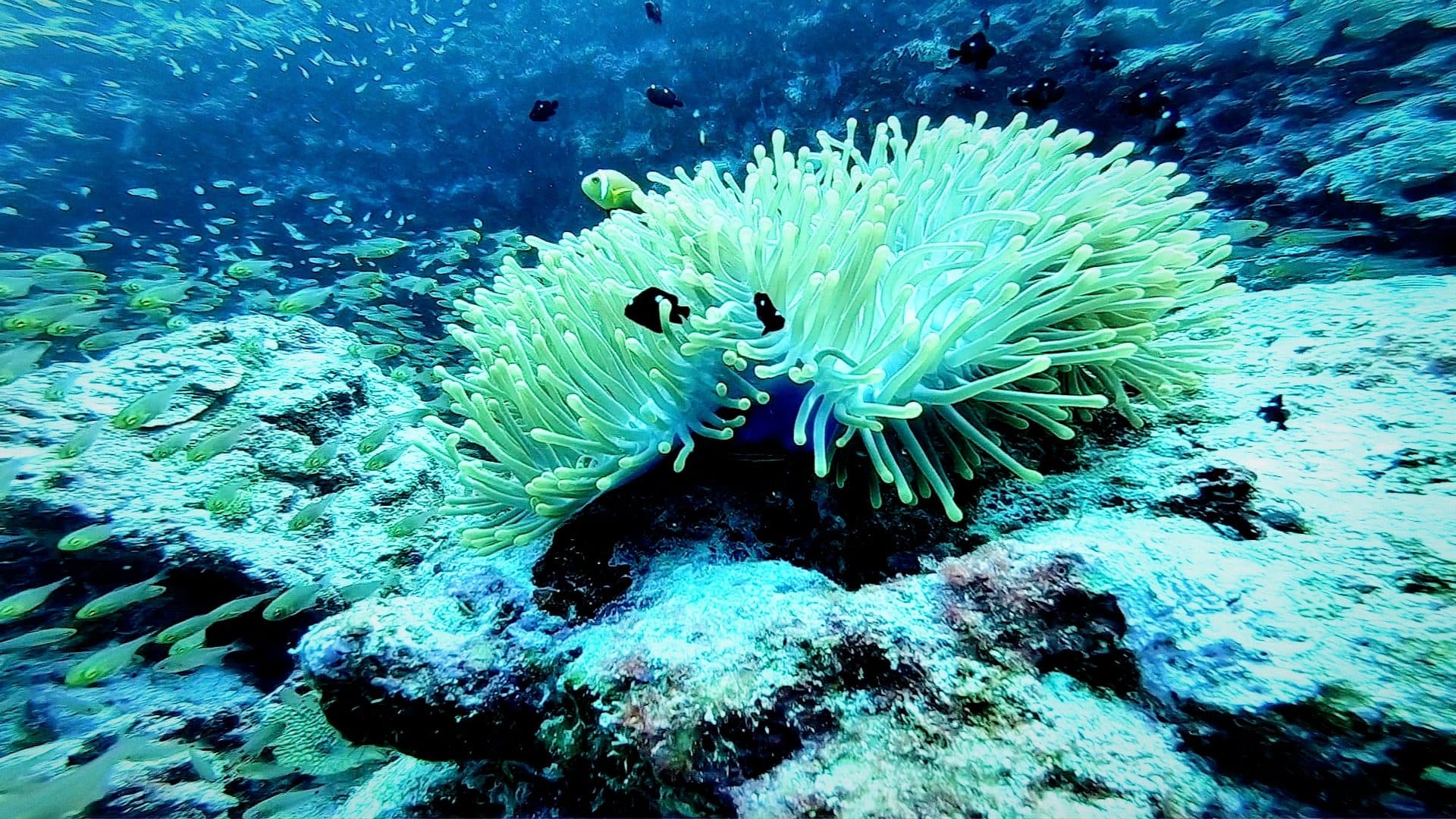 Anemonefish sheltering in a giant sea anemone on a Lakshadweep reef