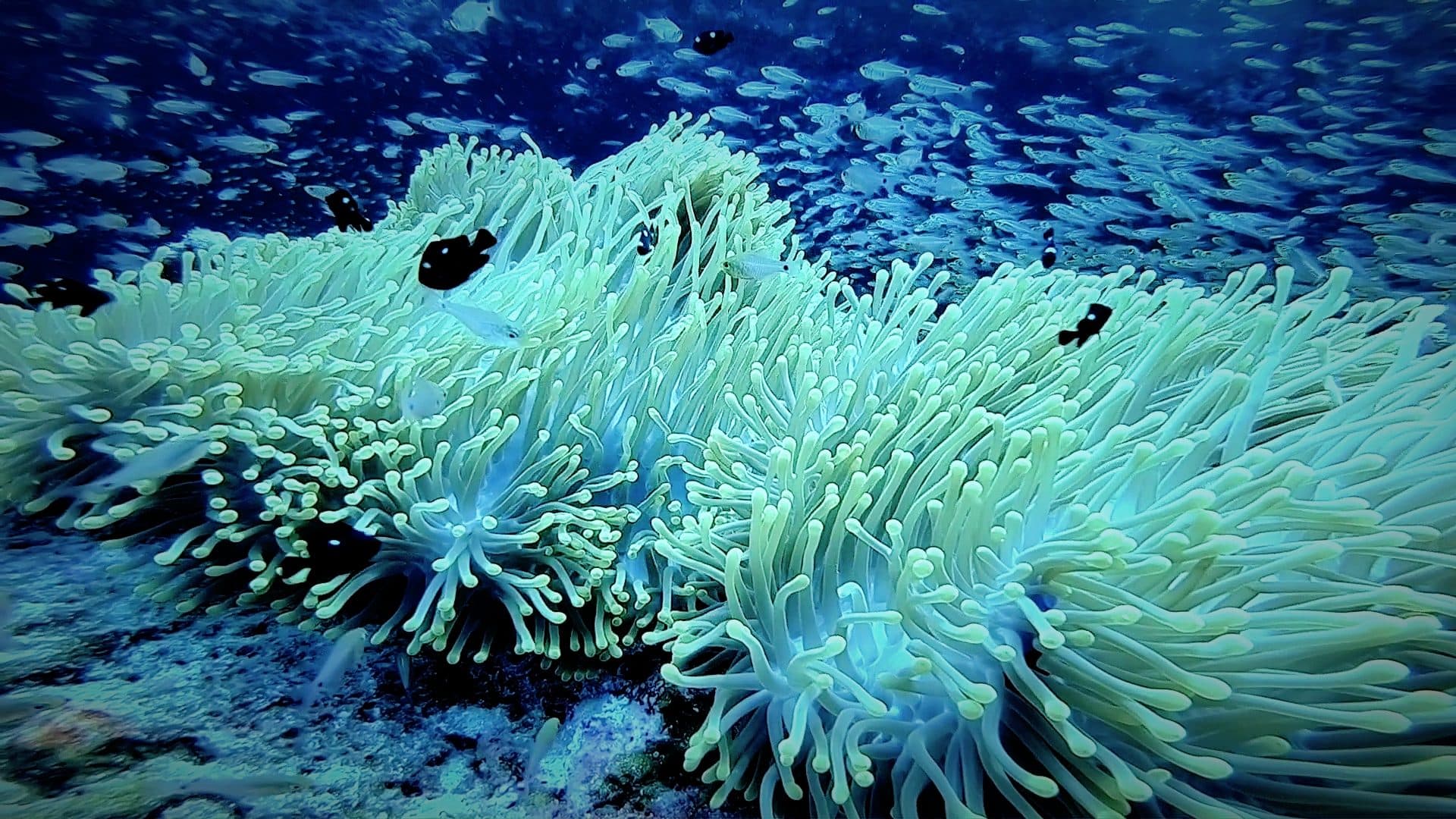A field of soft anemones swaying above the coral bed
