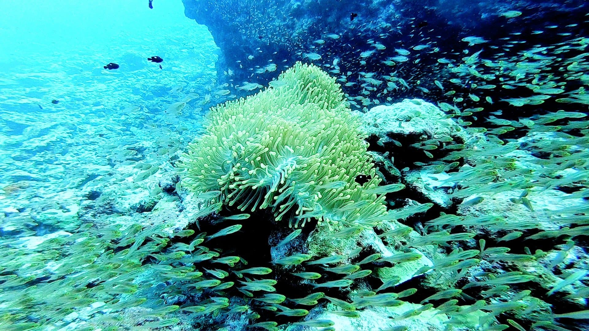 Anemones and coral clinging to a reef wall in clear blue water