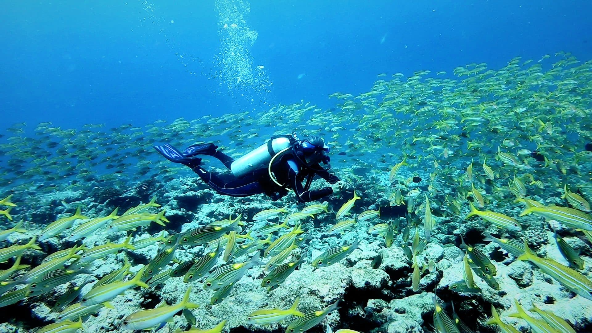 A scuba diver suspended in open blue water above the reef