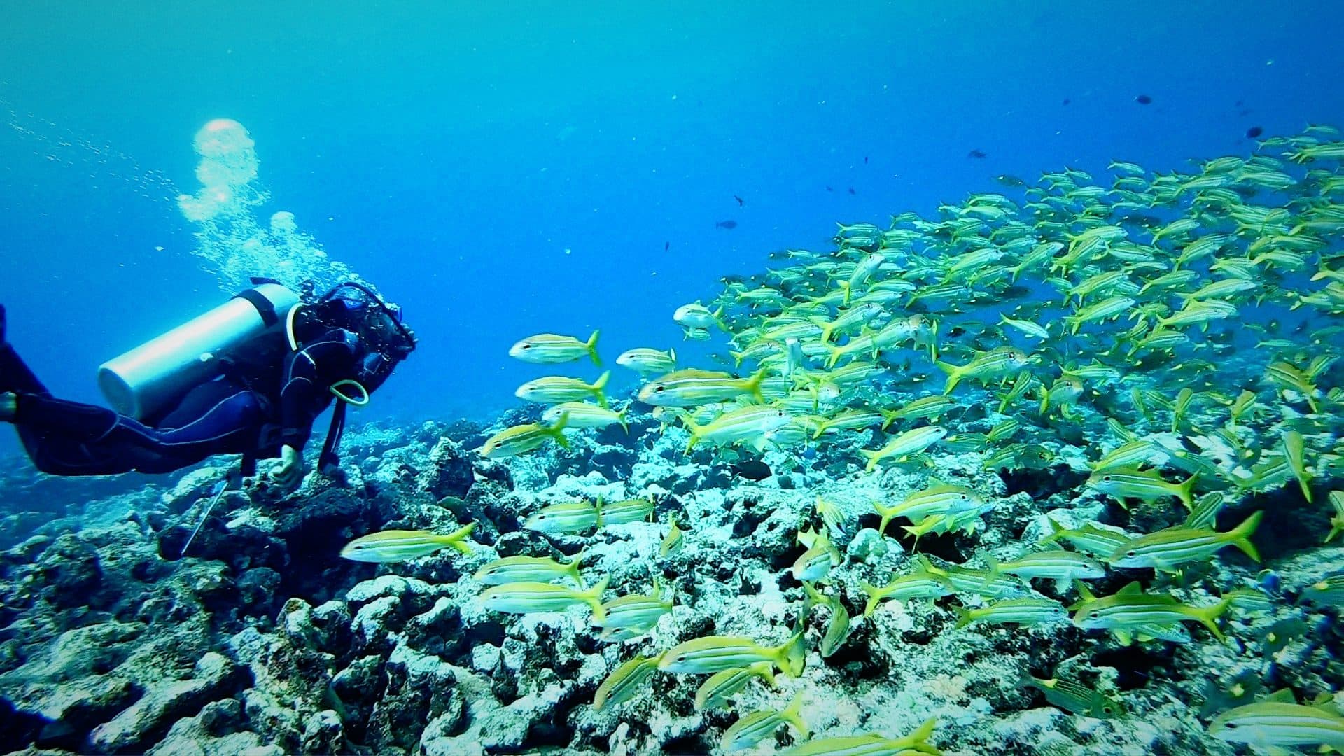 Scuba Diving