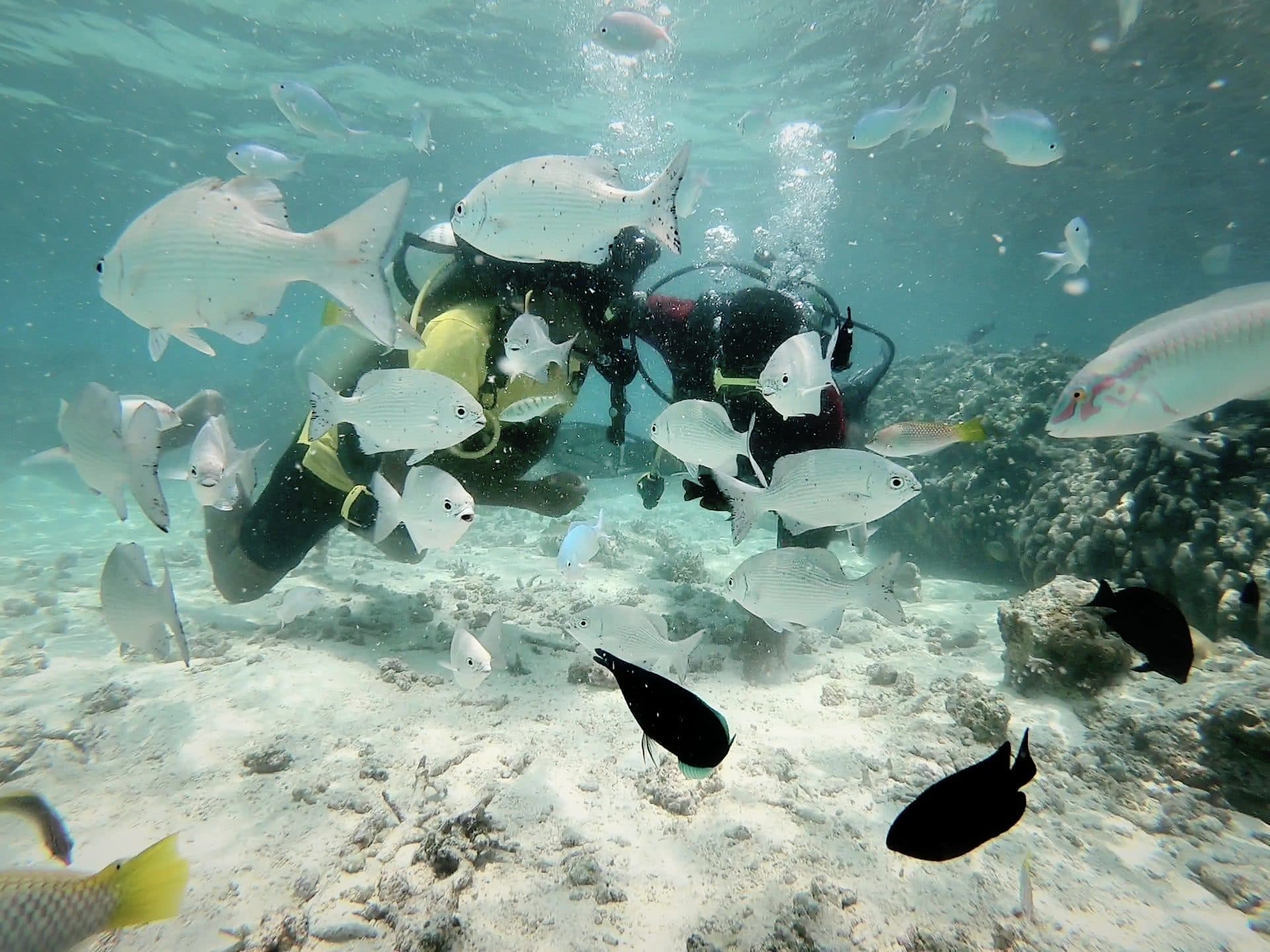 Coral Snorkeling
