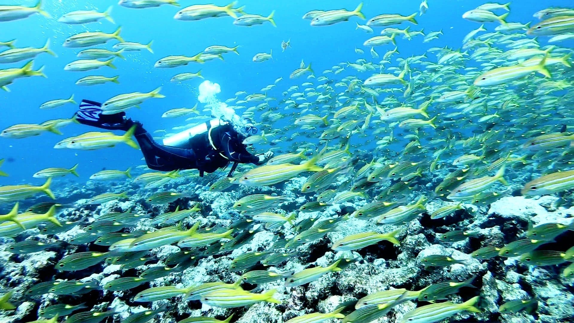 A diver swimming through a dense school of yellow snapper